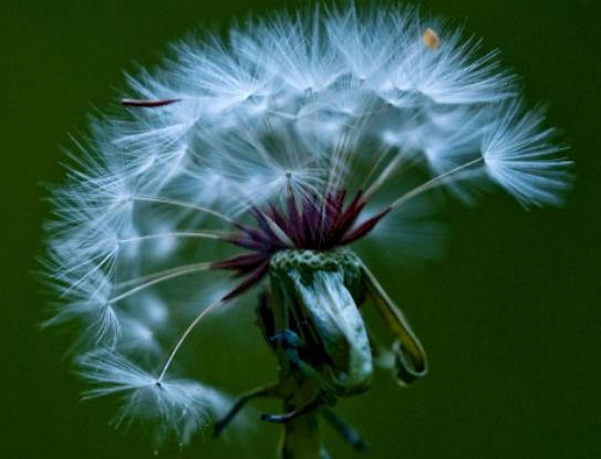 世界十大悲傷的花語,荼蘼花花語末路之美、彼岸花花語悲傷的回憶 世界十大悲傷的花語,荼蘼花花語末路之美、彼岸花花語悲傷的回憶