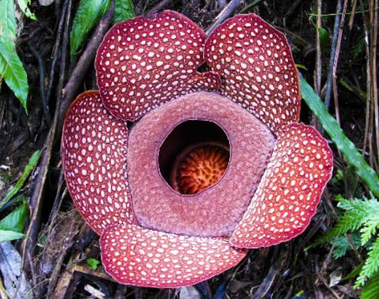 ����ʮ��Σ�U��ֲ���Ů�˻�֭Һ���ԏ����������w������