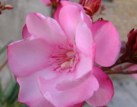 ����ʮ��Σ�U��ֲ���Ů�˻�֭Һ���ԏ����������w������