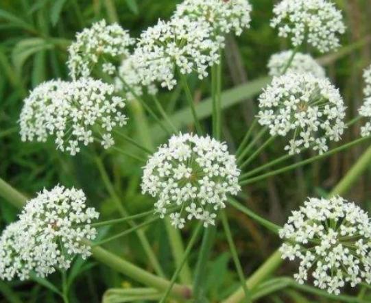 ����ʮ��Σ�U��ֲ���Ů�˻�֭Һ���ԏ����������w������