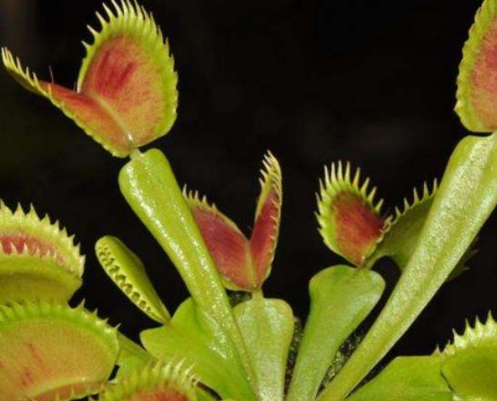 ����ʮ��Σ�U��ֲ���Ů�˻�֭Һ���ԏ����������w������