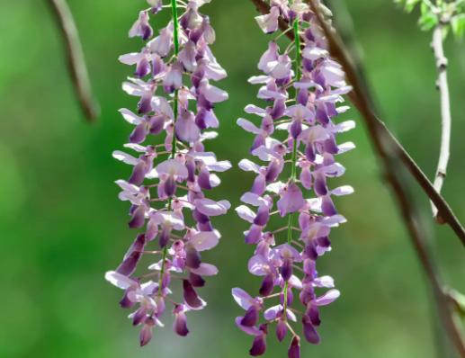 世界十大悲傷的花語,荼蘼花花語末路之美、彼岸花花語悲傷的回憶 世界十大悲傷的花語,荼蘼花花語末路之美、彼岸花花語悲傷的回憶