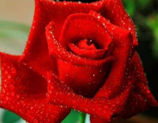 世界最美的十大名花排名,睡蓮是愛情的象征、玫瑰最適合表達愛意 世界最美的十大名花排名,睡蓮是愛情的象征、玫瑰最適合表達愛意