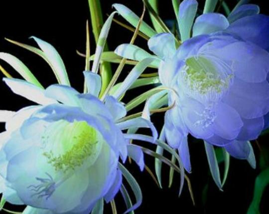 世界最美的十大名花排名,睡蓮是愛情的象征、玫瑰最適合表達愛意 世界最美的十大名花排名,睡蓮是愛情的象征、玫瑰最適合表達愛意