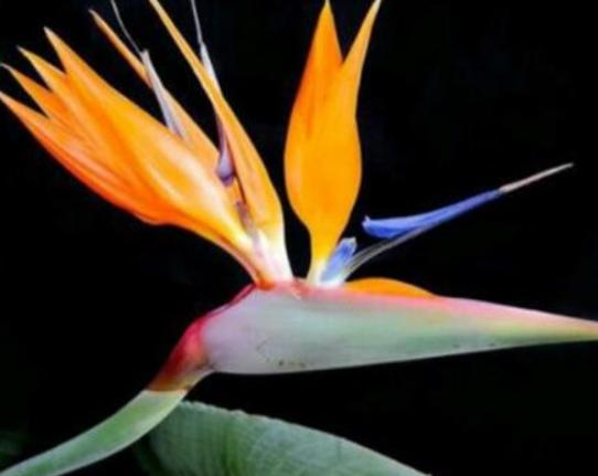 世界最美的十大名花排名,睡蓮是愛情的象征、玫瑰最適合表達愛意 世界最美的十大名花排名,睡蓮是愛情的象征、玫瑰最適合表達愛意