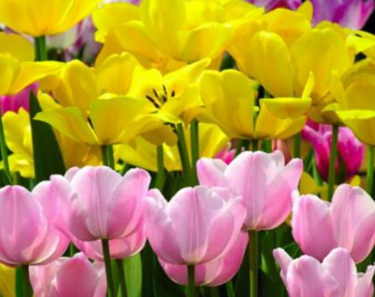 世界最美的十大名花排名,睡蓮是愛情的象征、玫瑰最適合表達愛意 世界最美的十大名花排名,睡蓮是愛情的象征、玫瑰最適合表達愛意