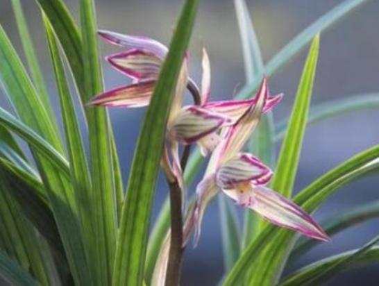 世界最美的十大名花排名,睡蓮是愛情的象征、玫瑰最適合表達愛意 世界最美的十大名花排名,睡蓮是愛情的象征、玫瑰最適合表達愛意