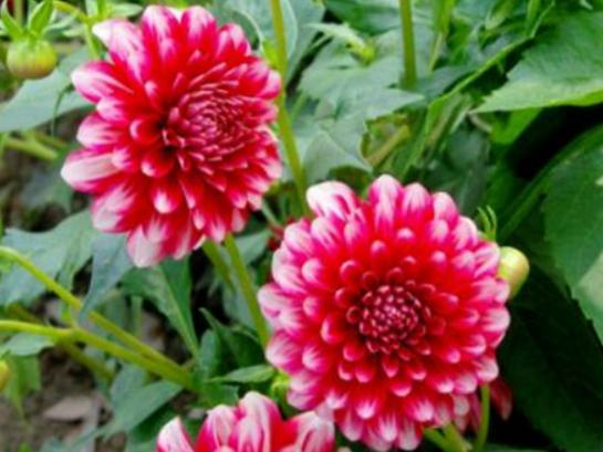 世界最美的十大名花排名,睡蓮是愛情的象征、玫瑰最適合表達愛意 世界最美的十大名花排名,睡蓮是愛情的象征、玫瑰最適合表達愛意