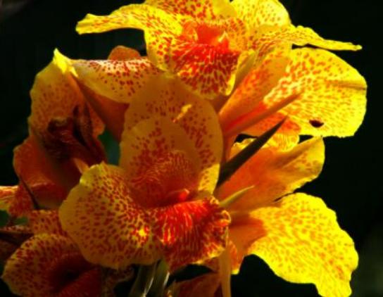 世界最美的十大名花排名,睡蓮是愛情的象征、玫瑰最適合表達愛意 世界最美的十大名花排名,睡蓮是愛情的象征、玫瑰最適合表達愛意