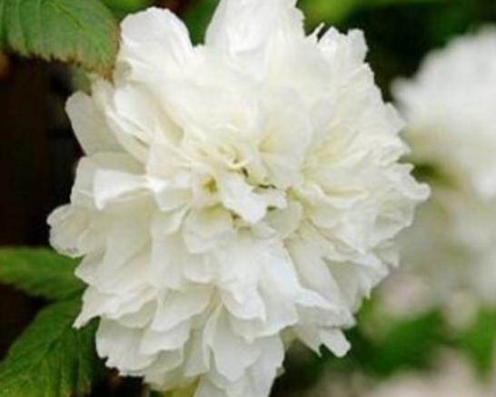 世界十大凄美的花排名,曇花代表一瞬間的永恒、荼蘼花代表沒有退路 世界十大凄美的花排名,曇花代表一瞬間的永恒、荼蘼花代表沒有退路