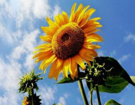 世界十大凄美的花排名,曇花代表一瞬間的永恒、荼蘼花代表沒有退路 世界十大凄美的花排名,曇花代表一瞬間的永恒、荼蘼花代表沒有退路