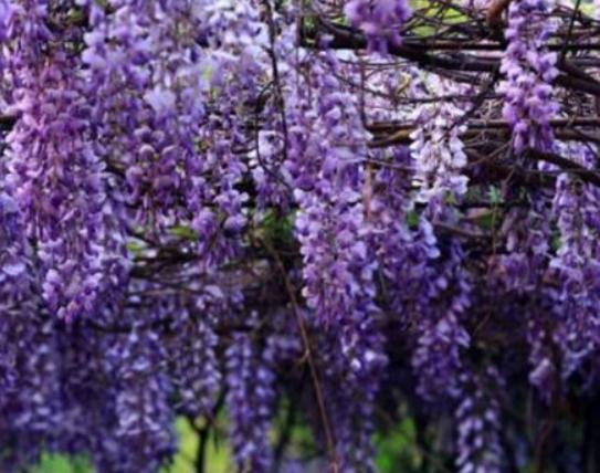 世界十大凄美的花排名,曇花代表一瞬間的永恒、荼蘼花代表沒有退路 世界十大凄美的花排名,曇花代表一瞬間的永恒、荼蘼花代表沒有退路