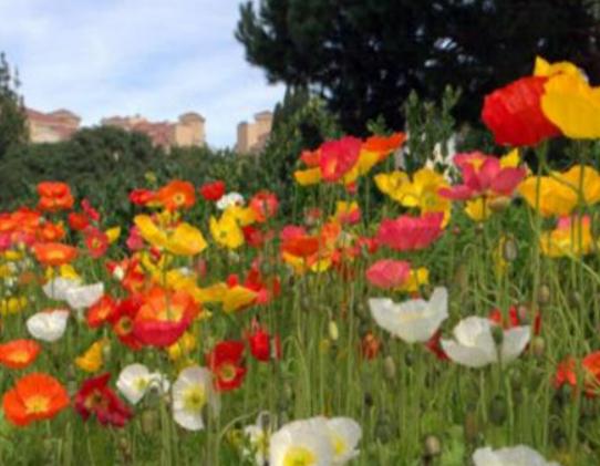 世界十大凄美的花排名,曇花代表一瞬間的永恒、荼蘼花代表沒有退路 世界十大凄美的花排名,曇花代表一瞬間的永恒、荼蘼花代表沒有退路