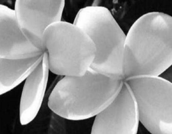 世界十大凄美的花排名,曇花代表一瞬間的永恒、荼蘼花代表沒有退路 世界十大凄美的花排名,曇花代表一瞬間的永恒、荼蘼花代表沒有退路