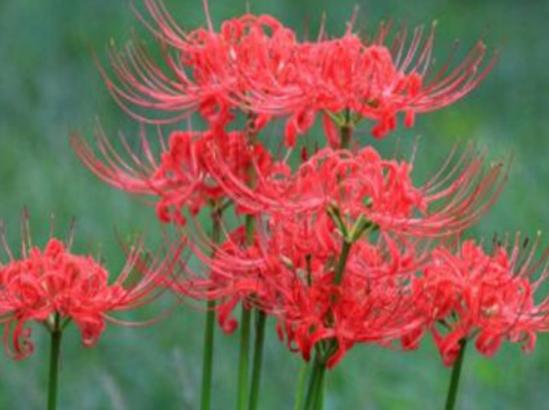 世界十大凄美的花排名,曇花代表一瞬間的永恒、荼蘼花代表沒有退路 世界十大凄美的花排名,曇花代表一瞬間的永恒、荼蘼花代表沒有退路