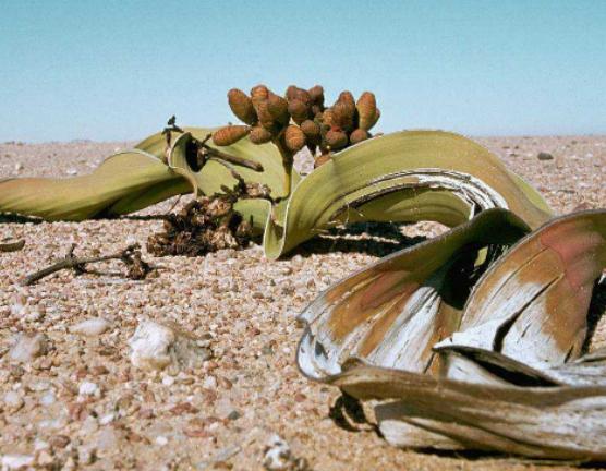 ֵʮֲǧqmֲеĻʯ绨