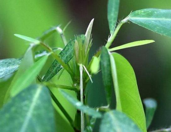 ��������ֵ�ʮ��ֲ�ǧ�q�m��ֲ���еĻʯ�������������绨��