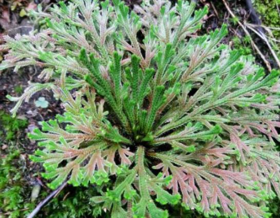 ��������ֵ�ʮ��ֲ�ǧ�q�m��ֲ���еĻʯ�������������绨��