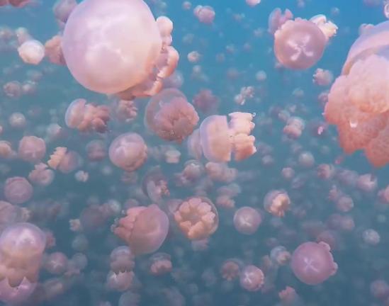 世界十大奇特的湖,赫利爾湖湖水顏色至今是謎、水母湖有百萬只水母 世界十大奇特的湖,赫利爾湖湖水顏色至今是謎、水母湖有百萬只水母