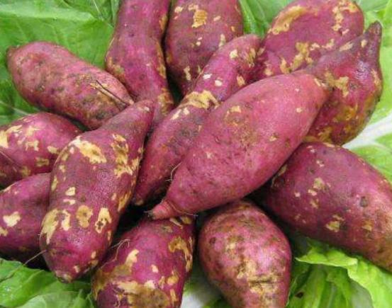 ȫ���J(r��n)�������ʮ�N�߲ˣ����˿�·��͡����}�����A(y��)�����Y