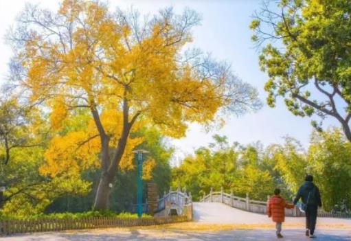 深圳11月份天氣怎么樣?深圳每年什么時(shí)候開(kāi)始降溫 深圳11月份天氣怎么樣?深圳每年什么時(shí)候開(kāi)始降溫