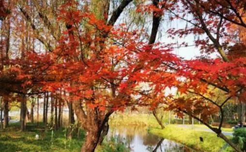 2023���Ϻ��Ķ����wʲô����ã��Ϻ������ض���