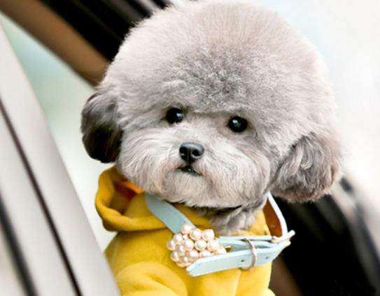 ʮ����ɐ۵�С��Ȯ���а�̩�Ͽɐۻ���������Ϳɶ�׃