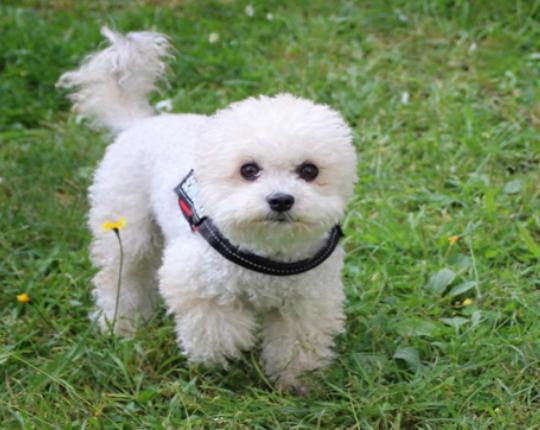 ʮ����ɐ۵�С��Ȯ���а�̩�Ͽɐۻ���������Ϳɶ�׃