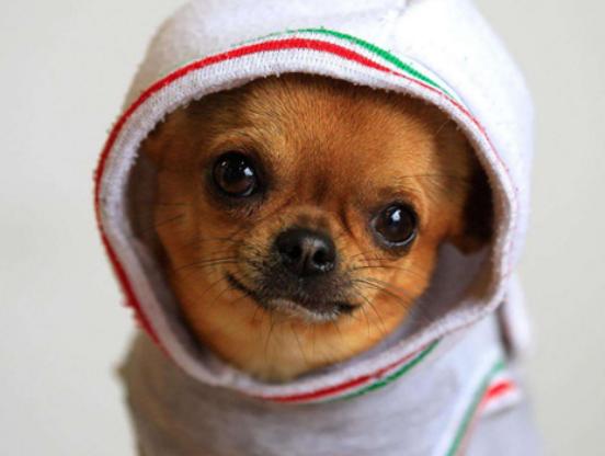 ʮ����ɐ۵�С��Ȯ���а�̩�Ͽɐۻ���������Ϳɶ�׃