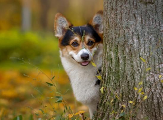 ʮ����ɐ۵�С��Ȯ���а�̩�Ͽɐۻ���������Ϳɶ�׃