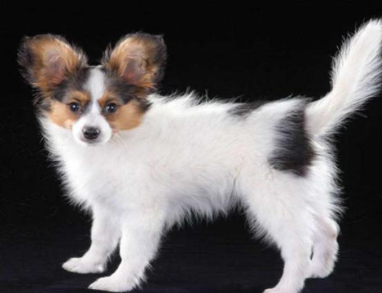 ʮ����ɐ۵�С��Ȯ���а�̩�Ͽɐۻ���������Ϳɶ�׃