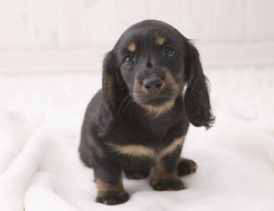 ʮ����ɐ۵�С��Ȯ���а�̩�Ͽɐۻ���������Ϳɶ�׃