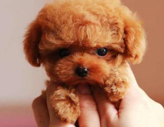 ʮ����ɐ۵�С��Ȯ���а�̩�Ͽɐۻ���������Ϳɶ�׃