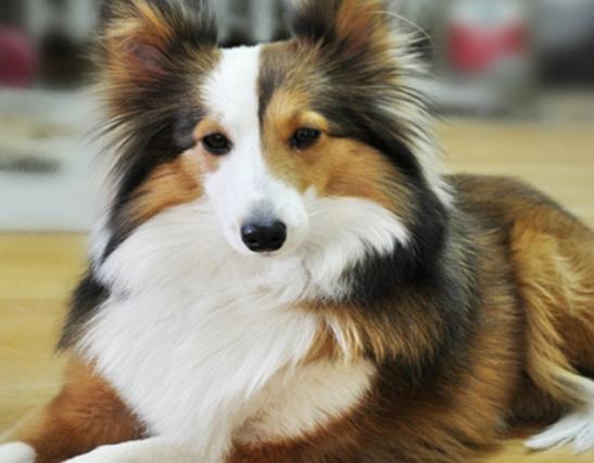 ʮ�����Ҍ��Ĺ����������ɪ{Ȯ׌���̿��������K���m����Ȯ��������