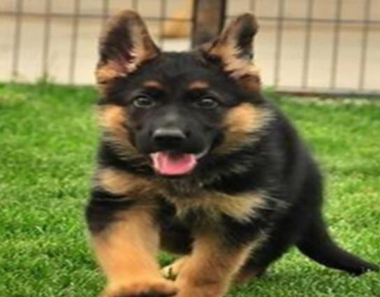 ʮ�����Ҍ��Ĺ����������ɪ{Ȯ׌���̿��������K���m����Ȯ��������