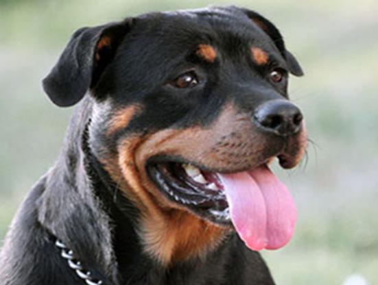 ʮ�����Ҍ��Ĺ����������ɪ{Ȯ׌���̿��������K���m����Ȯ��������