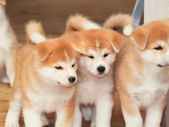 ʮ�����Ҍ��Ĺ����������ɪ{Ȯ׌���̿��������K���m����Ȯ��������