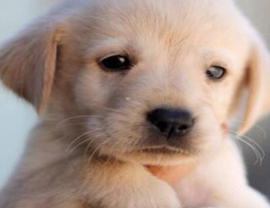 ʮ�����Ҍ��Ĺ����������ɪ{Ȯ׌���̿��������K���m����Ȯ��������