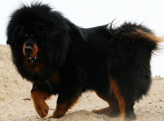 ����ʮ����B��Ȯ���а�������Ȯ�ǳ����͡��ձ�����ϲ�g��