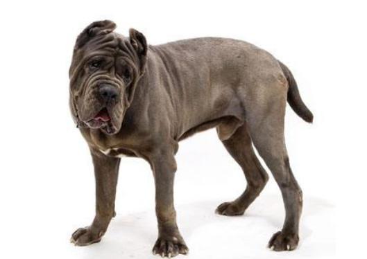 ����ʮ����B��Ȯ���а񣬱���Ȯ�ǳ����͡��ձ�����ϲ�g��