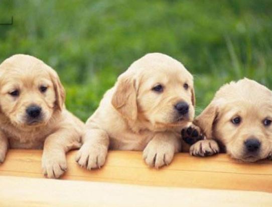 ʮ���혵�Ȯ���а�����ëȮ������ȇ}��������ϲ�gճ����