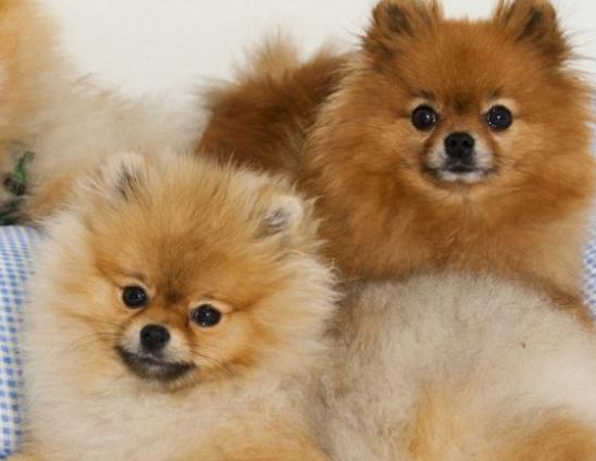 ʮ�󹷹��ֵ���а񣬲���Ȯ�ֵ�ߺ�ӑϲ����ʩȮ�L(zh��ng)����ű�����