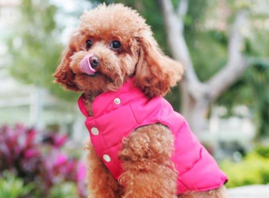 ʮ�󹷹��ֵ���а񣬲���Ȯ�ֵ�ߺ�ӑϲ����ʩȮ�L����ű�����