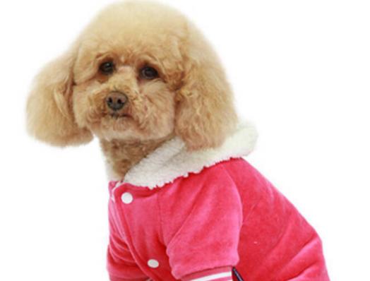 ʮ�󹷹��ֵ���а񣬲���Ȯ�ֵ�ߺ�ӑϲ����ʩȮ�L����ű�����