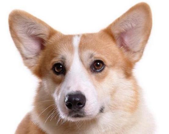 ʮ�󹷹��ֵ���а񣬲���Ȯ�ֵ�ߺ�ӑϲ����ʩȮ�L����ű�����