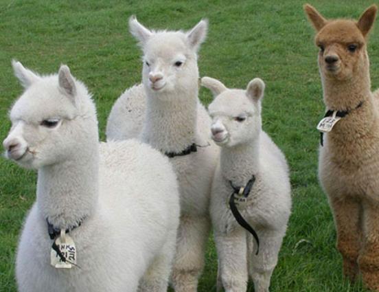 ����ʮ�����ܚgӭ����������؈���҇����������������đС