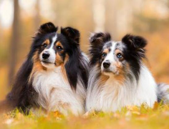 ʮ����Ȯ������߅������Ȯ��혙C�����F�eȮ��ͬ�F�D�マ��