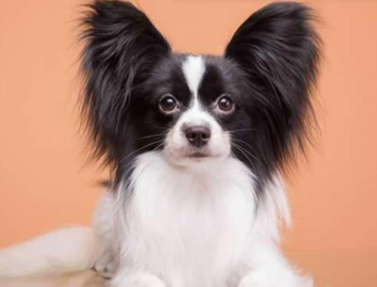 ʮ����Ȯ������߅������Ȯ��혙C�����F�eȮ��ͬ�F�D�マ��