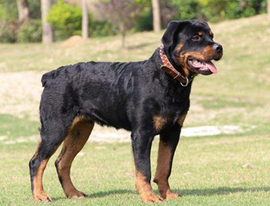 ʮ����Ȯ������߅������Ȯ��혙C�����F�eȮ��ͬ�F�D�マ��