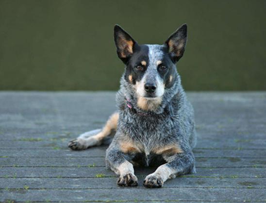 ʮ����Ȯ������߅������Ȯ��혙C�����F�eȮ��ͬ�F�D�マ��